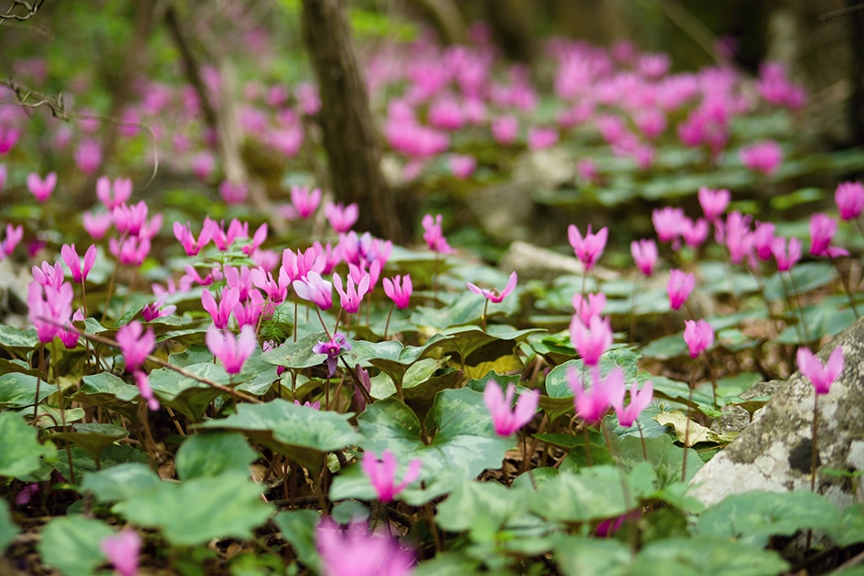 Victoria Truman's Gardening: Seasonal stars